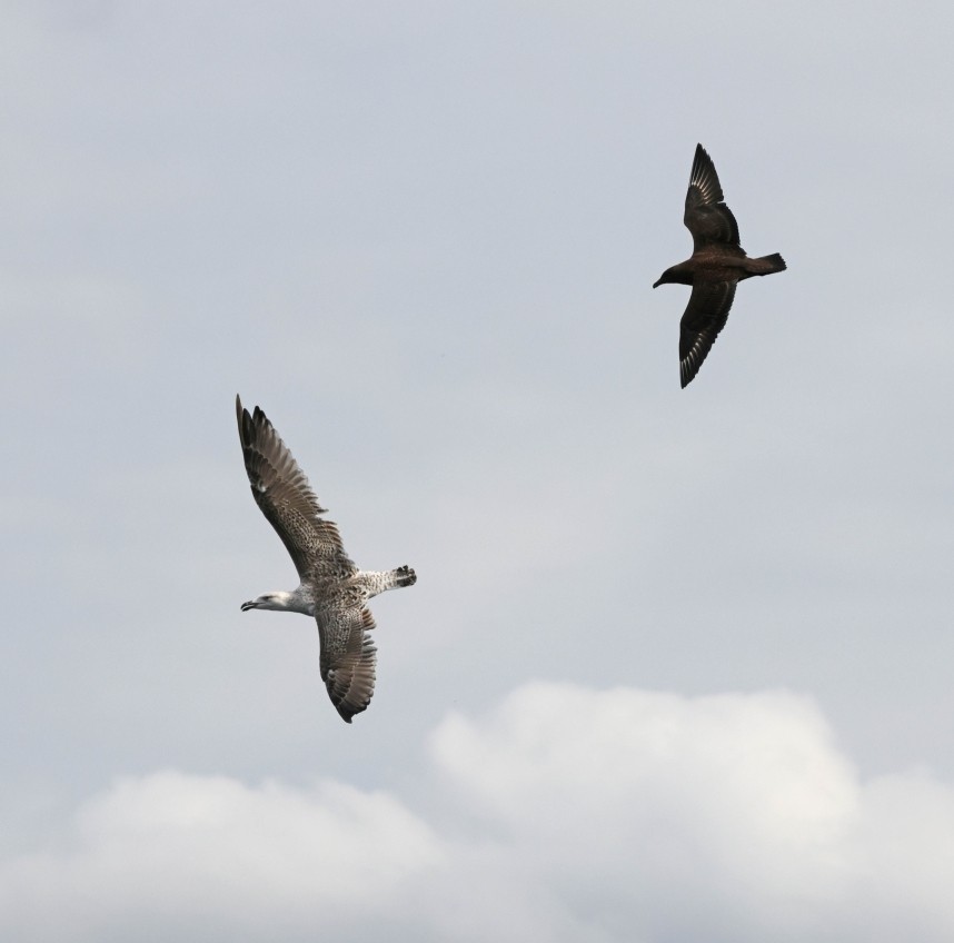  Great Skua & Great Black-backed Gull - Staithes September 2025 - North Yorkshire © Richard Baines