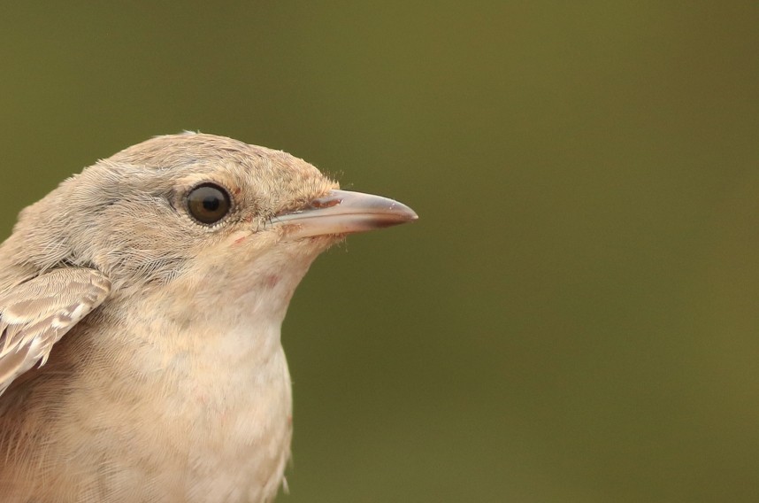  Barred Warbler - Flamborough September 2025 © Mark Pearson