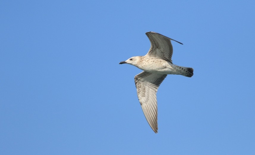  Caspian Gull - Staithes September 2025 © Mark Pearson