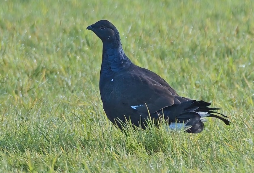  Black Grouse - Yorkshire Dales on our Black Grouse Safari September 2025 © Mike Day