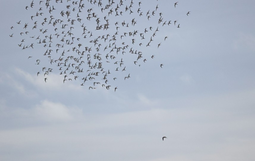  Peregrine chasing Black-tailed Godwits - Humber Estuary October 2025© Richard Baines