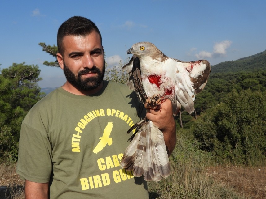  European Honey-buzzard shot on migration © CABS