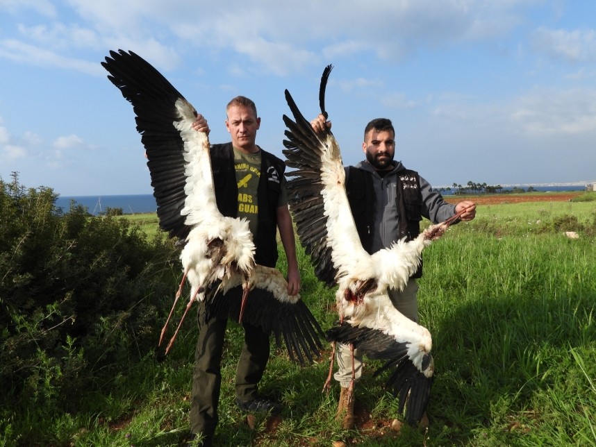  White Storks shot on migration © CABS