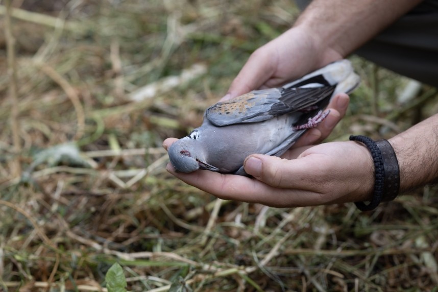 European Turtle Dove shot on migration © CABS