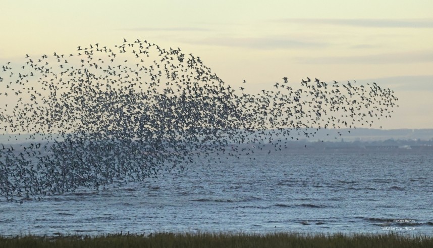  Waders at Outstrays 25 November 2025 © Richard Baines