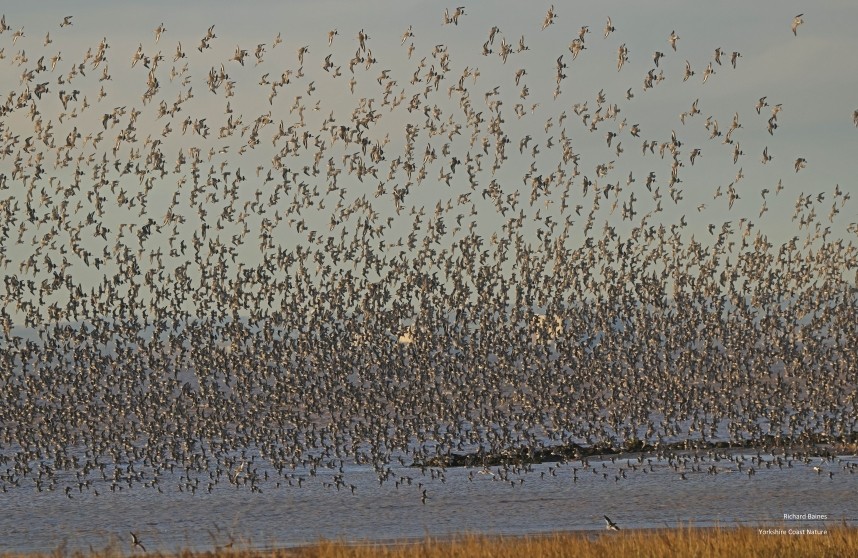  Waders at Outstrays 25 November 2025 © Richard Baines