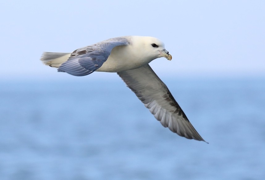  Northern Fulmar © Richard Baines