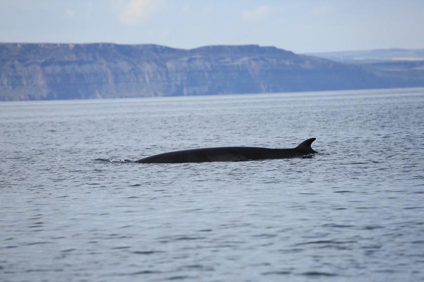  Minke Whale - Staithes © Richard Baines