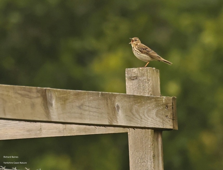  Tree Pipit © Richard Baines