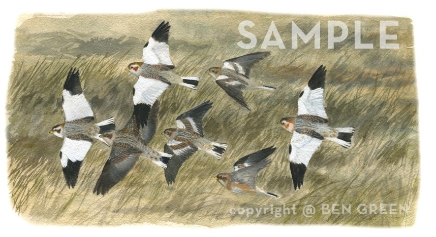  Snow Buntings by Ben Green from The Rarity Garden