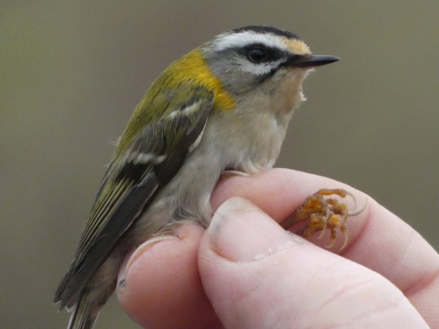  Firecrest - Spurn Bird Observatory April 2026 © Holly Fox