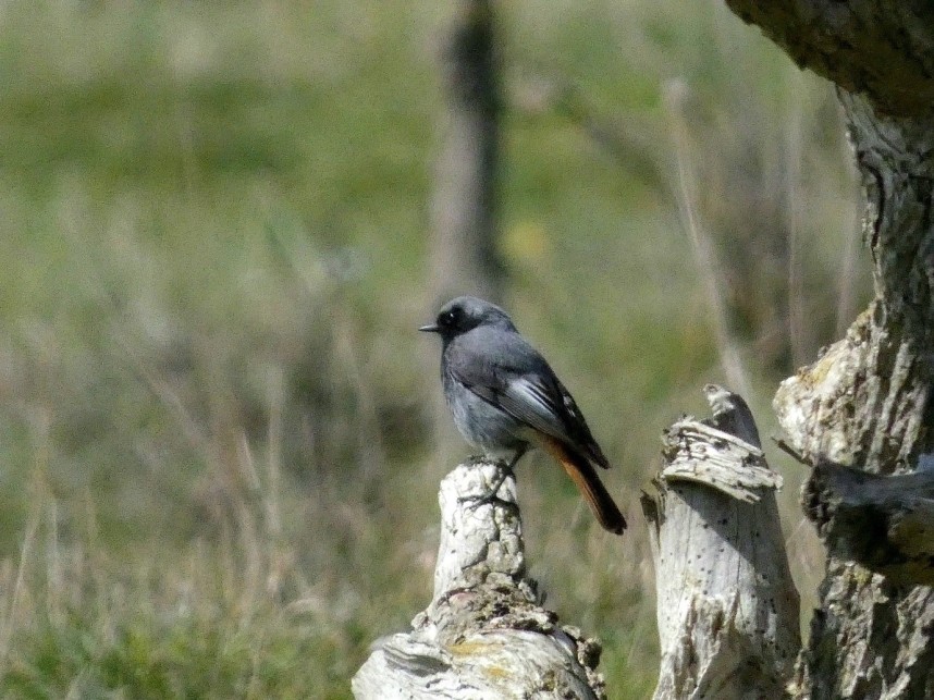  Black Redstart - Spurn Bird Observatory April 2026 © Holly Fox
