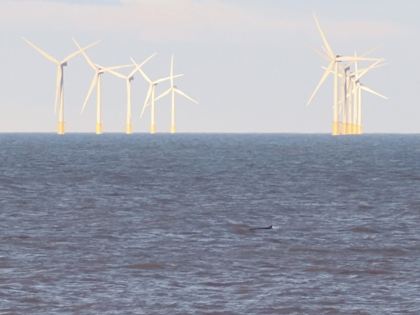  Minke Whale - Spurn Bird Observatory 3rd April 2026 © Harry Appleyard 