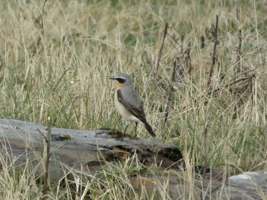  Northern Wheatear - Spurn Bird Observatory April 2026 © Holly Fox
