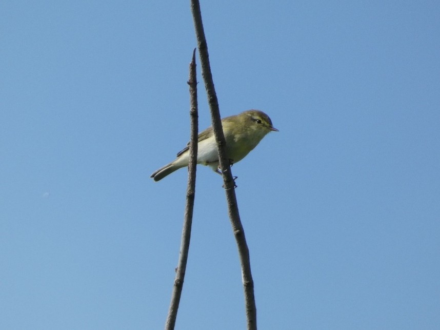 Common Chiffchaff - Spurn Bird Observatory April 2026 © Holly Fox