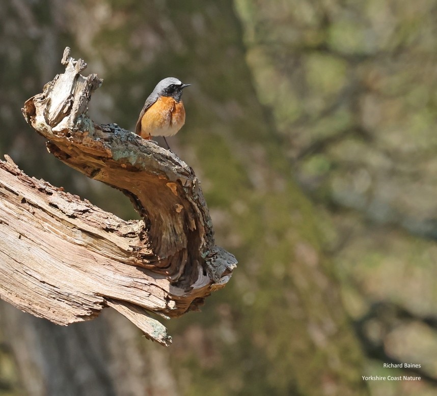  Common Redstart male - North Yorkshire Spring 2026 © Richard Baines