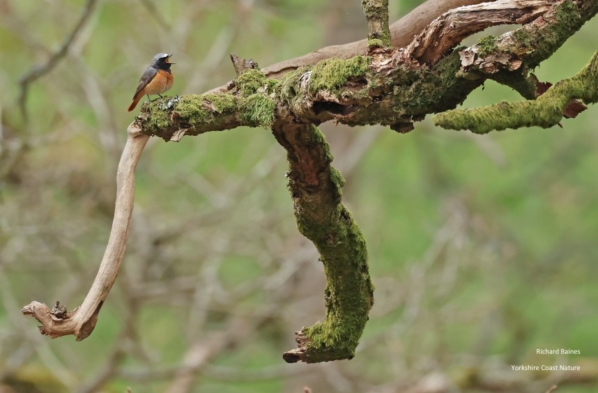  Common Redstart male - North Yorkshire Spring 2026 © Richard Baines