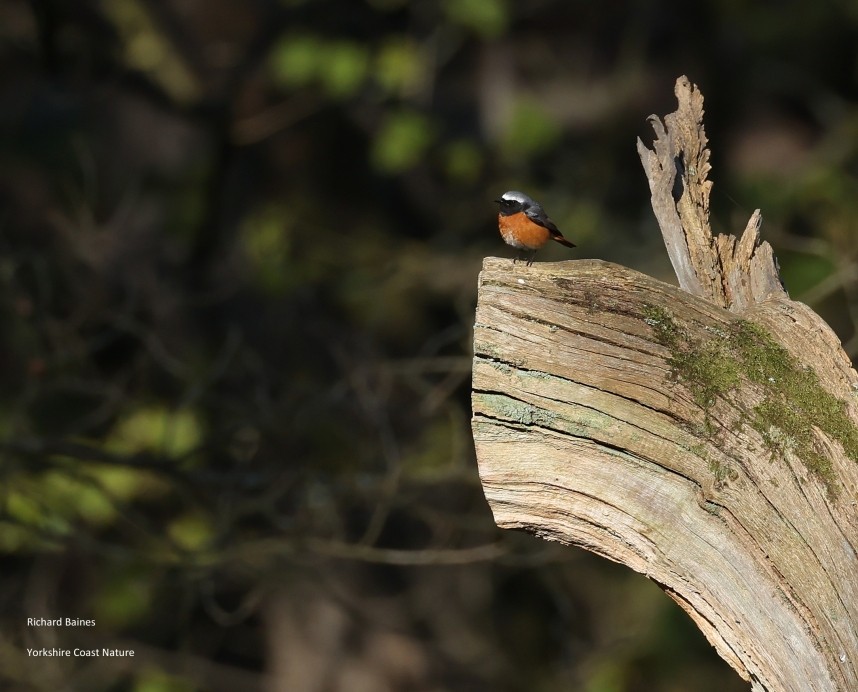  Common Redstart male - North Yorkshire Spring 2026 © Richard Baines