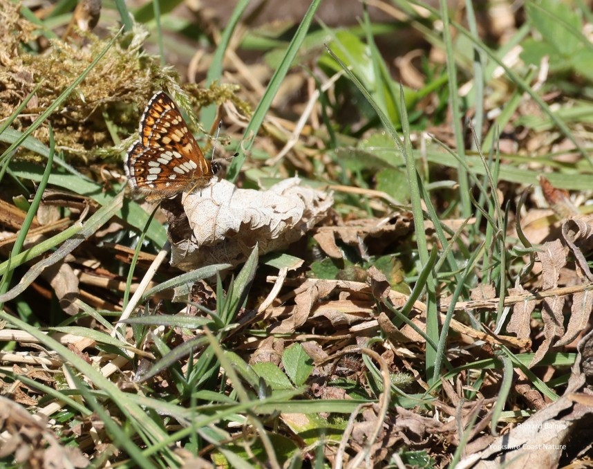  Duke of Burgundy - North Yorkshire Spring 2026 © Richard Baines