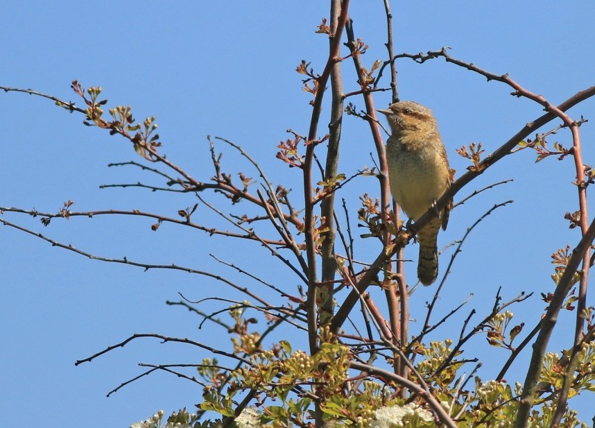  Wryneck - Spurn May 2026 © Mark Pearson