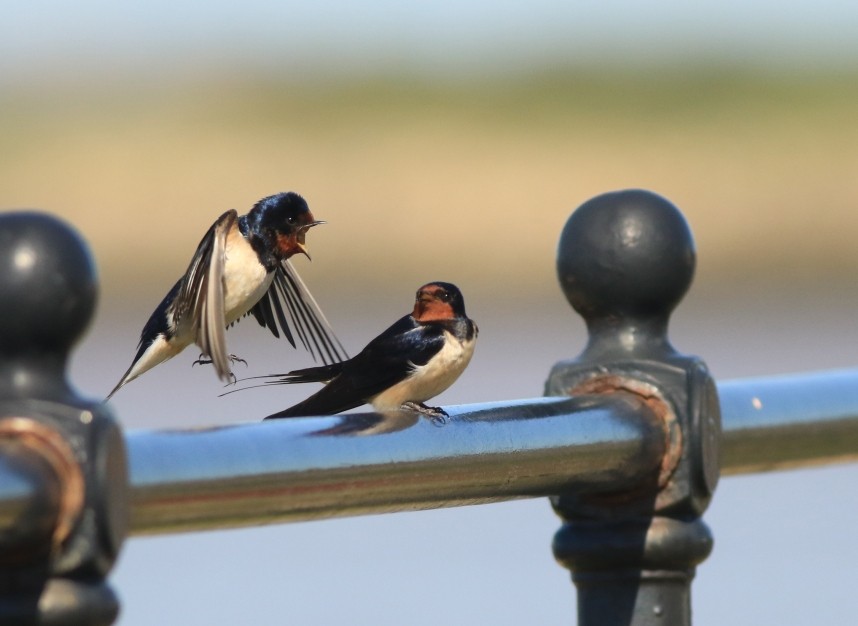  Barn Swallows - Spurn May 2026 © Mark Pearson