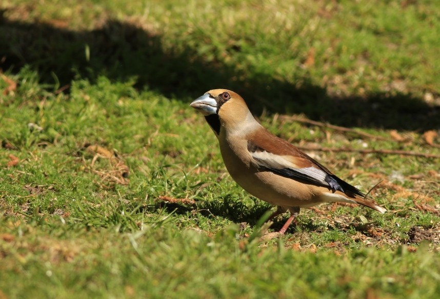  Hawfinch - Spurn May 2026 © Mark Pearson