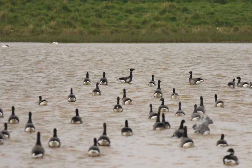  Black Brant - Spurn May 2026 © Mark Pearson