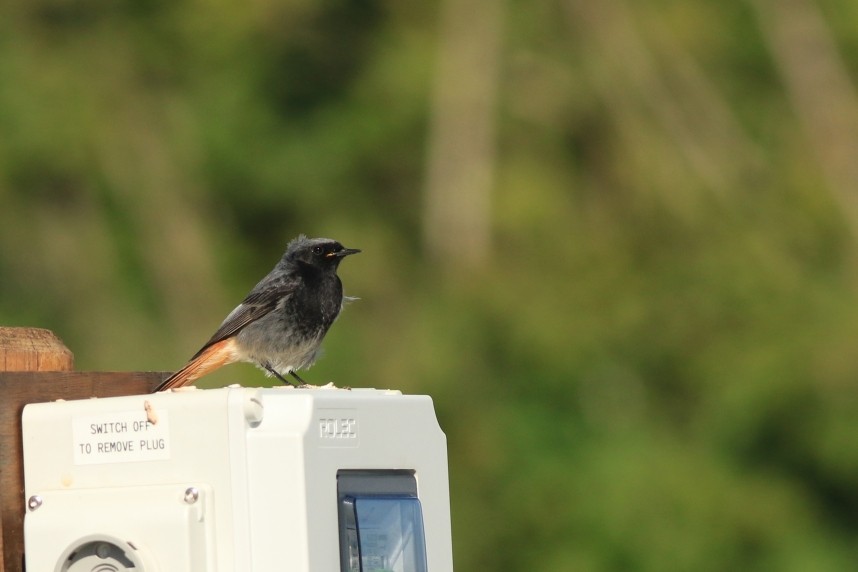  Black Redstart - Spurn May 2026 © Mark Pearson