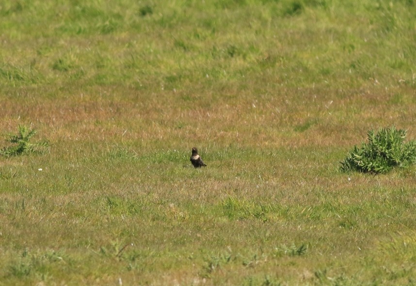  Ring Ouzel - Spurn May 2026 © Mark Pearson
