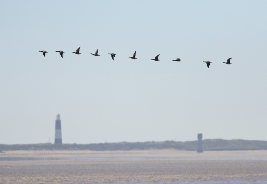  Dark-bellied Brent Geese - Spurn May 2026 © Mark Pearson