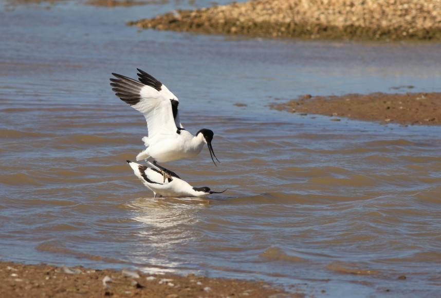  Avocets - Spurn May 2026 © Mark Pearson