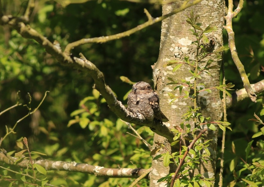  European Nightjar - Spurn May 2026 © Mark Pearson