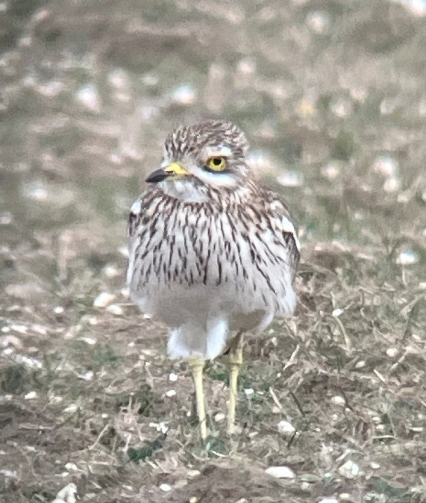  Stone Curlew - Norfolk 2026 © Margaret Boyd