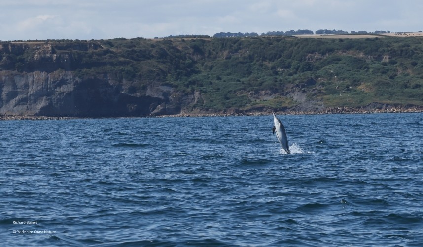  Short-beaked Common Dolphin - Yorkshire Coast Nature Seabird & Whale trip 10 August 2026 © Richard Baines