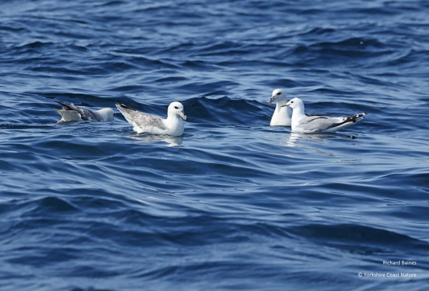  Black-legged Kittiwake & Northern Fulmars - Yorkshire Coast Nature Seabird & Whale trip 8 August 2026 © Richard Baines