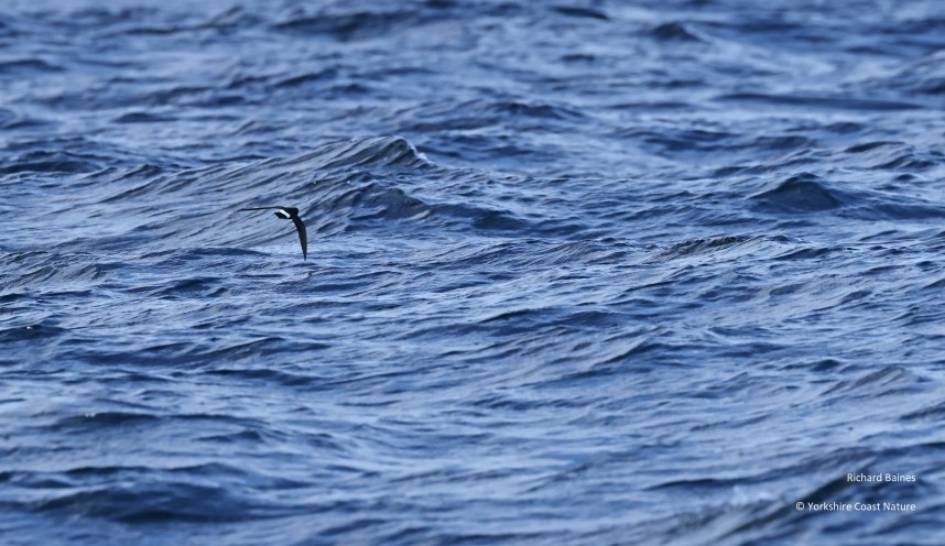  European Storm-Petrel - Yorkshire Coast Nature Seabird & Whale trip 7 August 2026 © Richard Baines