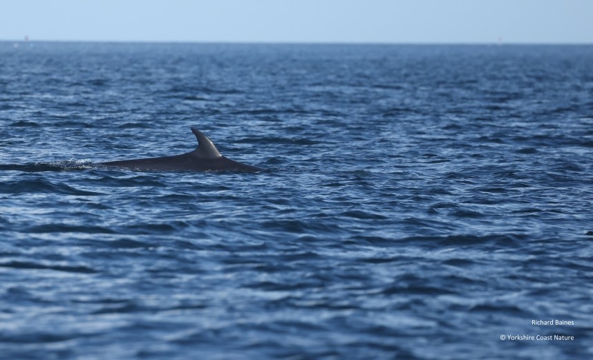  Minke Whale - Yorkshire Coast Nature Seabird & Whale trip 8 August 2026 © Richard Baines
