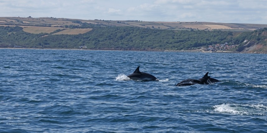  Short-beaked Common Dolphins - Yorkshire Coast Nature Seabird & Whale trip 10 August 2026 © Richard Baines