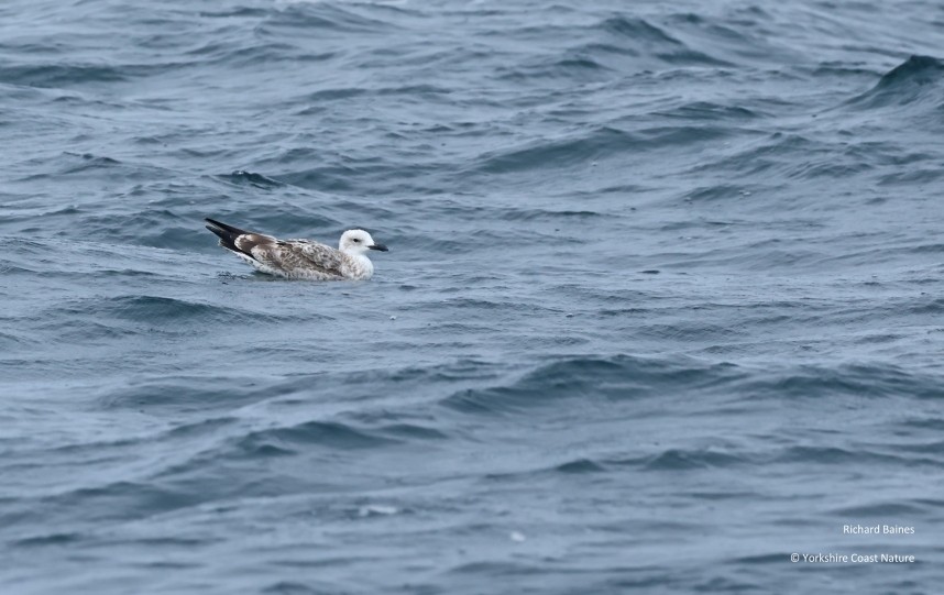  Caspian Gull (juvenile) - Yorkshire Coast Nature Seabird & Whale trip 25 August 2026 © Richard Baines