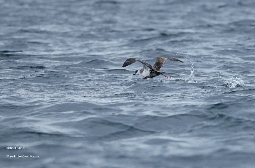  Great Shearwater - Yorkshire Coast Nature Seabird & Whale trip 2 September 2026 © Richard Baines
