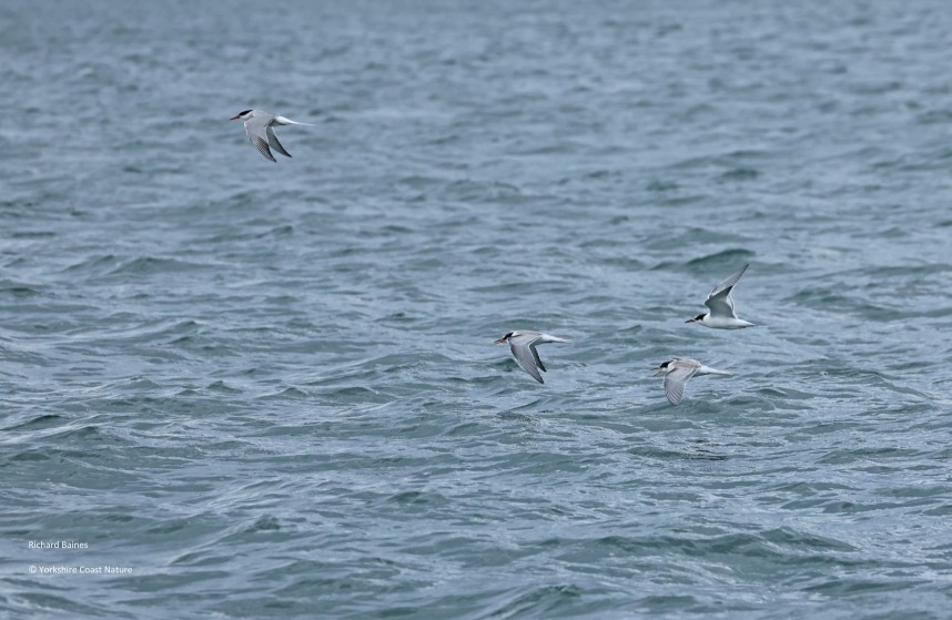  Common Terns - Yorkshire Coast Nature Seabird & Whale trip 1 September 2026 © Richard Baines