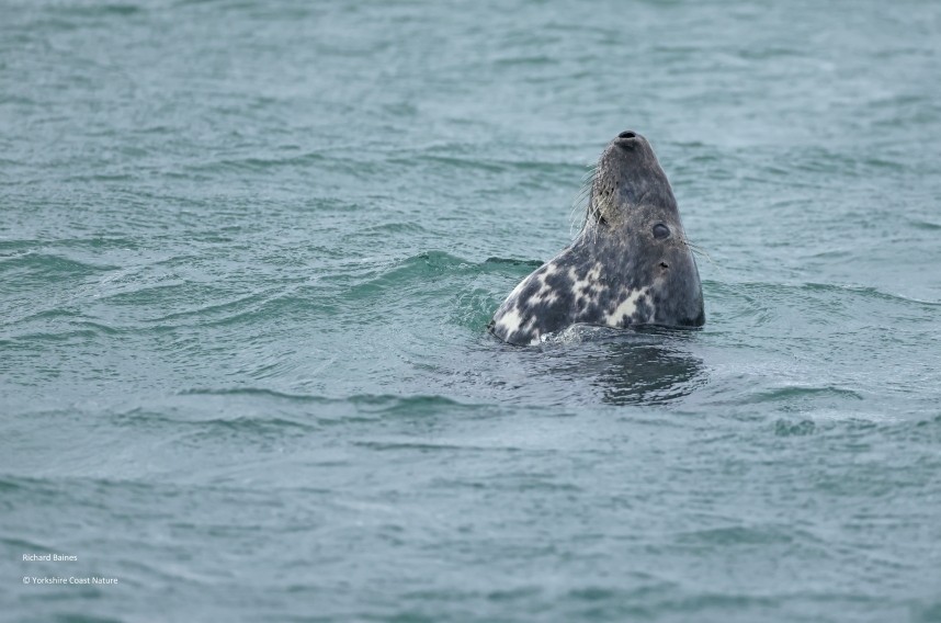  Atlantic Grey Seal - Yorkshire Coast Nature Seabird & Whale trip 2 September 2026 © Richard Baines