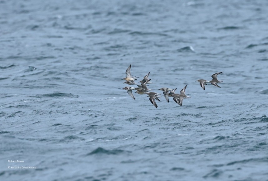  Red Knot - Yorkshire Coast Nature Seabird & Whale trip 1 September 2026 © Richard Baines