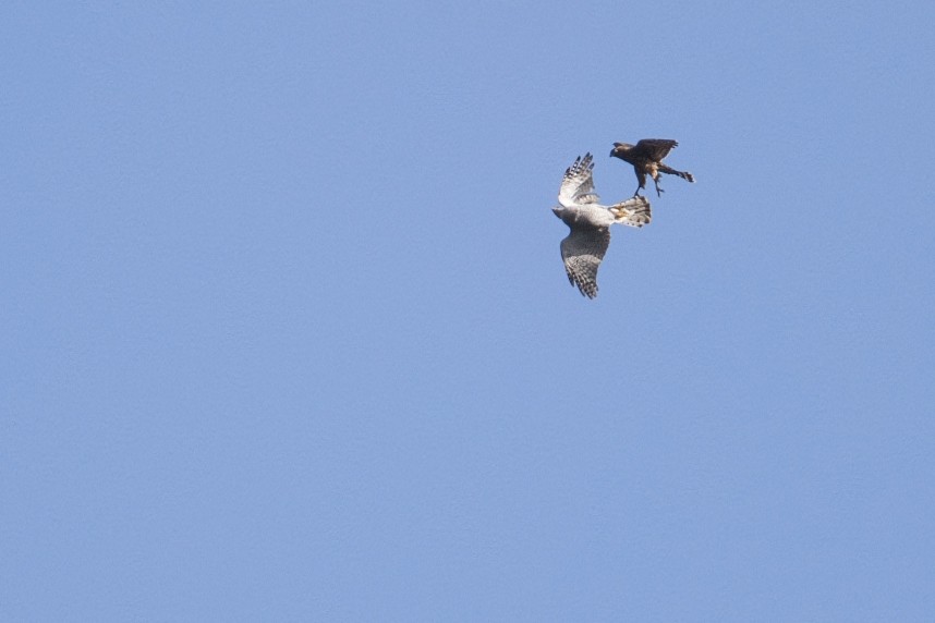  Goshawks (adult female & juvenile) - North Yorkshire October 2026 © Danny Blake