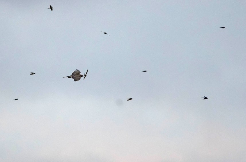  Goshawk (juvenile) & hirundines - North Yorkshire August 2026 © Matt Steady