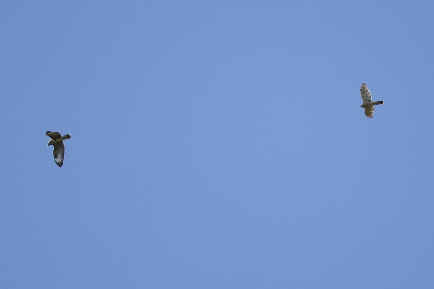  Common Buzzard & juvenile Goshawks - North Yorkshire October 2026 © Danny Blake