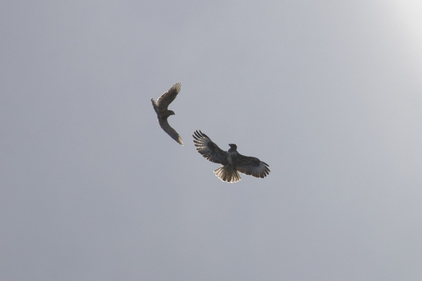  Common Buzzard & juvenile Goshawks - North Yorkshire October 2026 © Danny Blake