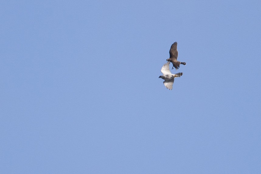  Goshawks (adult female & juvenile) - North Yorkshire October 2026 © Danny Blake