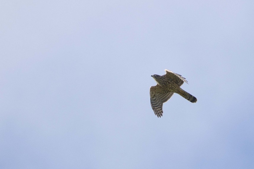  Goshawk (juvenile) - North Yorkshire October 2026 © Danny Blake