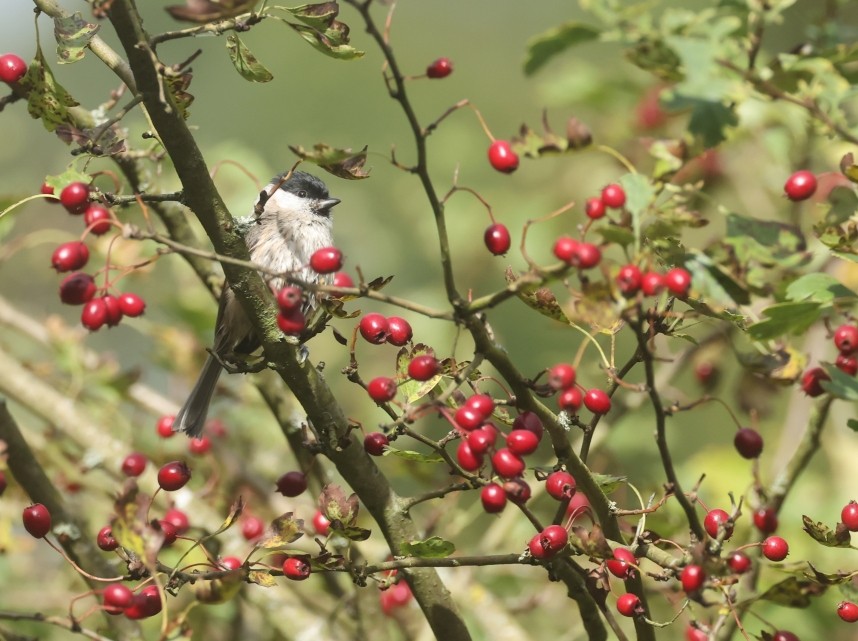  Marsh Tit - North Yorkshire October 2026 © Richard Baines